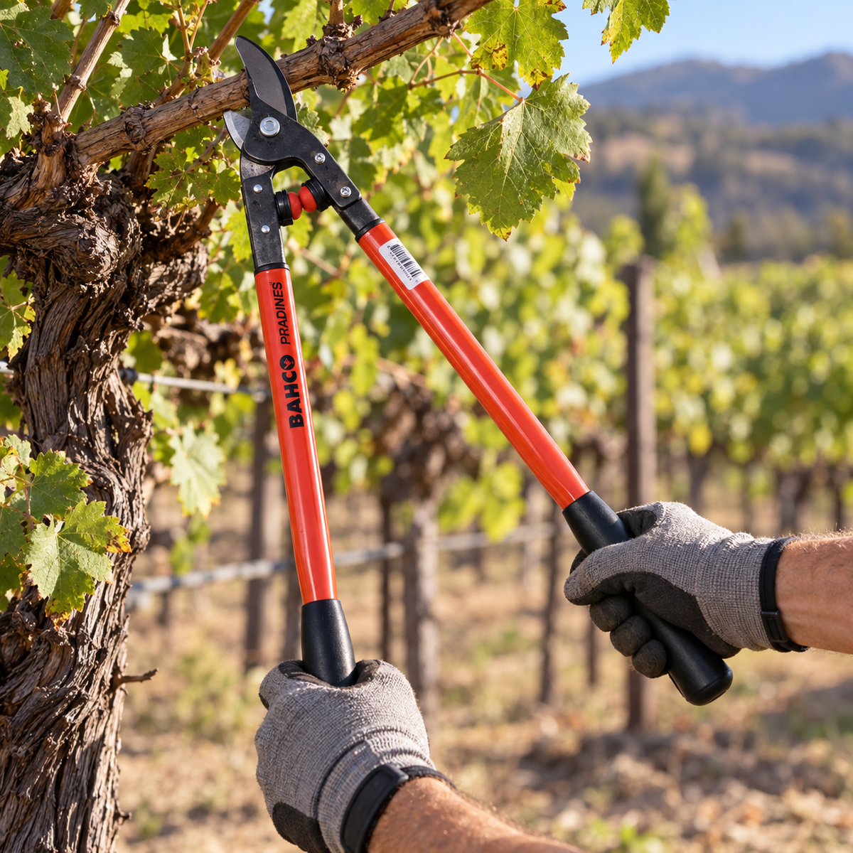 Bahco P14 professional bypass lopper pruning a grapevine